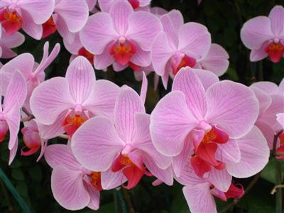 roze_orchidee.jpg