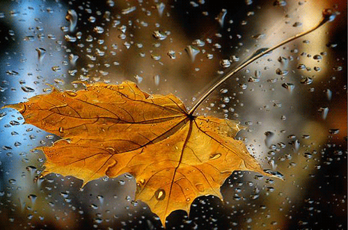 139835-Autumn-Rain.…